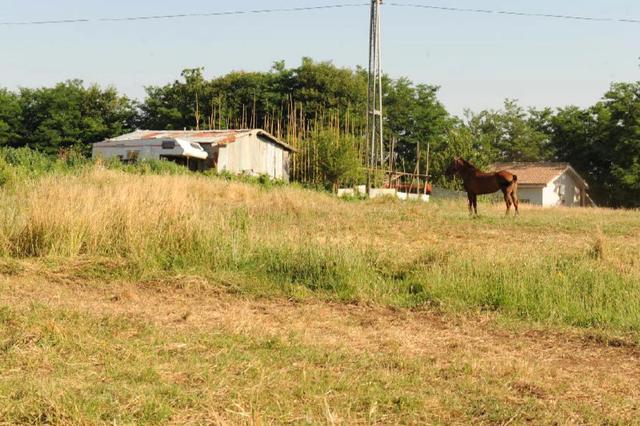 #10913 Terreno agricolo di 1.067 mq in vendita - foto 5