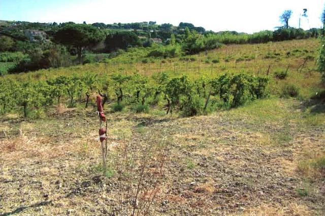 #11209 Sette frustoli di terreno agricolo in vendita - foto 1