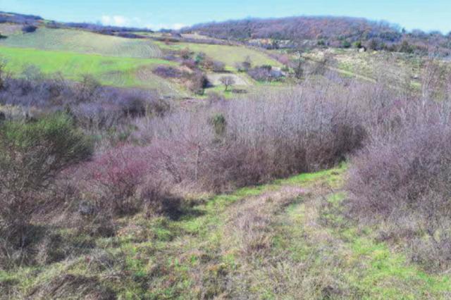 #11439 Terreno agricolo in vendita - foto 2