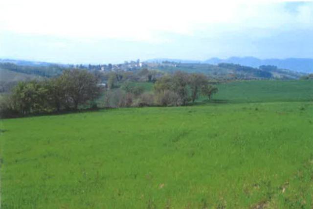 #12762 Fabbricato agricolo con vigneto in vendita - foto 5