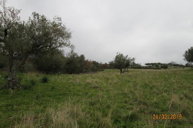 #12960 Terreni agricoli in vendita - foto 2