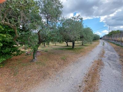 Agricoli in vendita