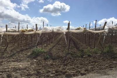 Agricoli in vendita