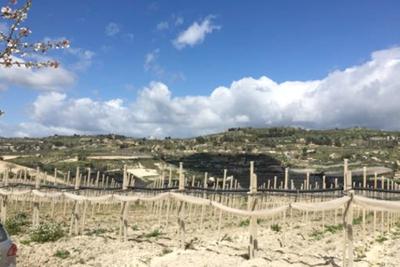 Agricoli in vendita