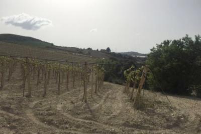 Agricoli in vendita