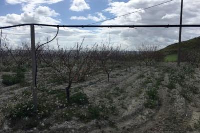 Agricoli in vendita