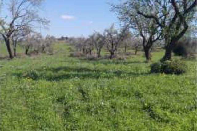#15095 Altra categoria - Lotto 2 - Mineo - CT in vendita - foto 1