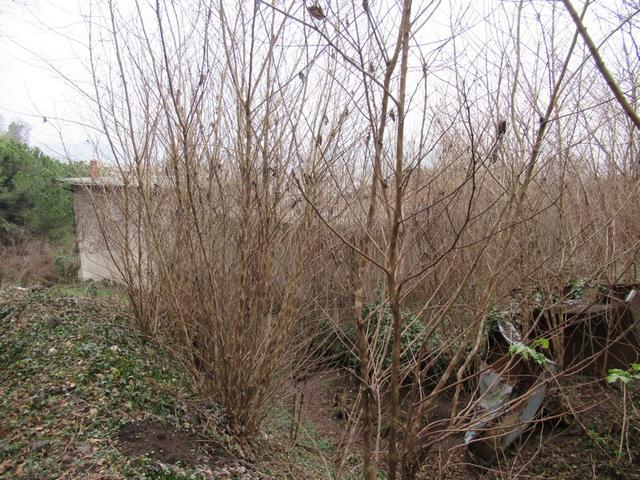 #15548 Terreni agricoli con fabbricati precari in vendita - foto 6