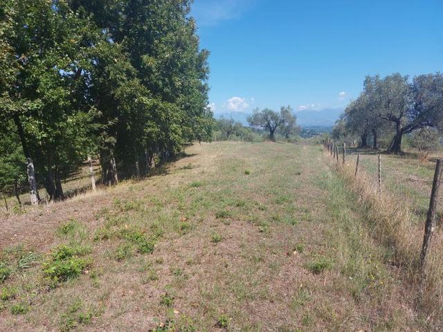 #18675 Terreni agricoli di mq 13.295 in vendita - foto 4