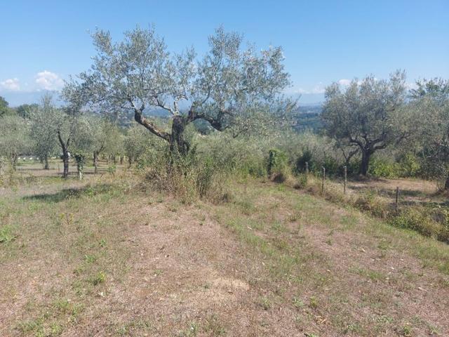 #18675 Terreni agricoli di mq 13.295 in vendita - foto 5
