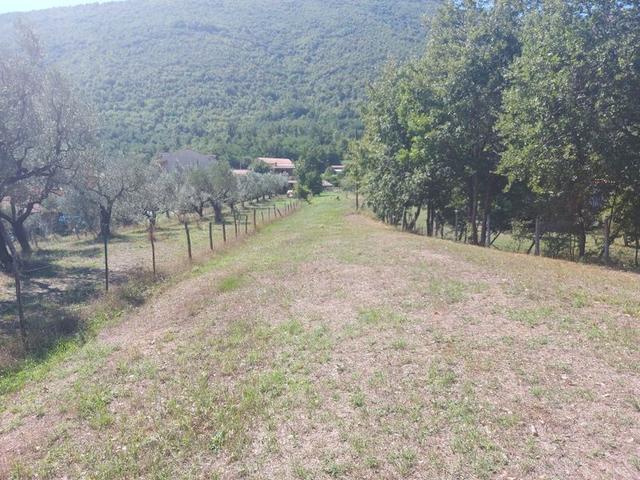#18675 Terreni agricoli di mq 13.295 in vendita - foto 8