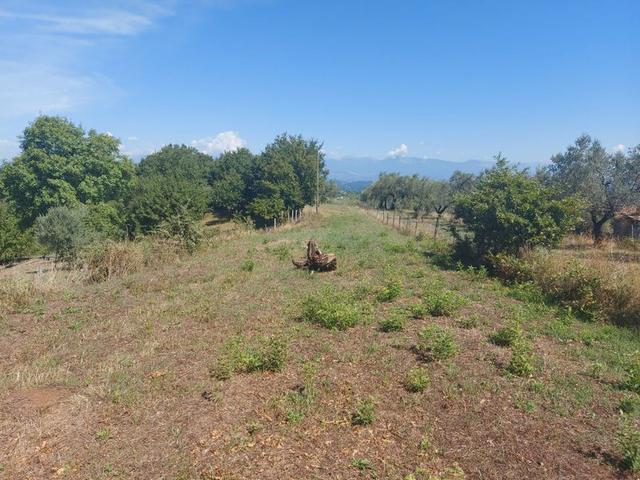 #18675 Terreni agricoli di mq 13.295 in vendita - foto 12