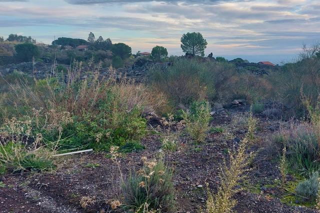#19605 Terreno agricolo alle pendici dell’Etna in vendita - foto 14
