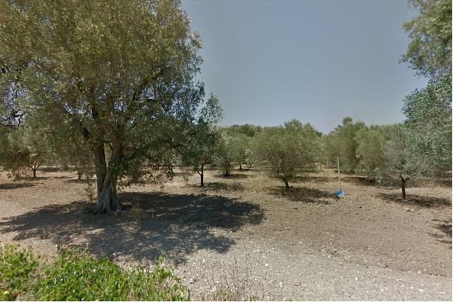 #19835 Terreno agricolo in vendita - foto 2