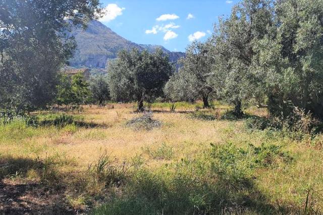 #20948 Appezzamento di terreno agricolo alberato in vendita - foto 1