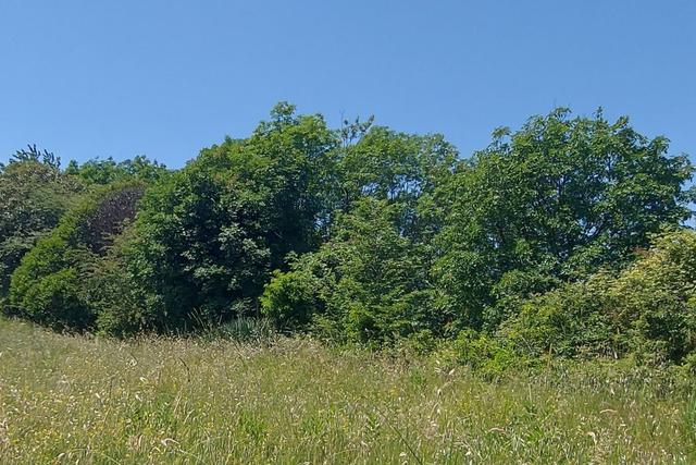 #21017 Appezzamento collinare per attività pastorale in vendita - foto 3