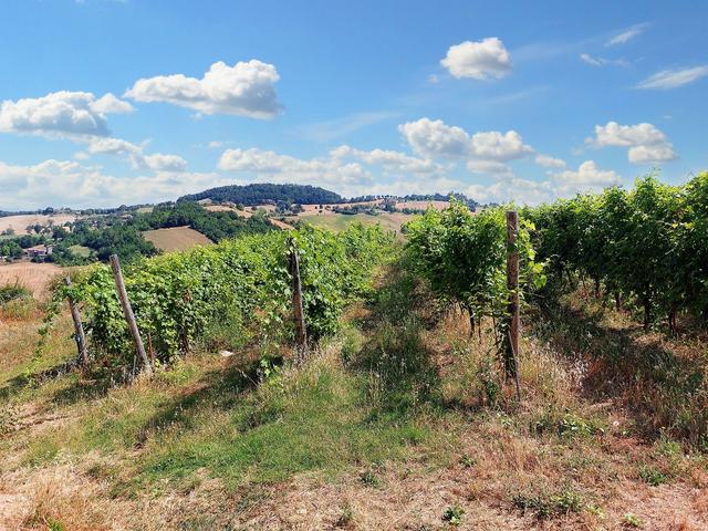 #21124 Compendio immobiliare con fabbricati e terreni ad uso vitivinicolo in vendita - foto 42