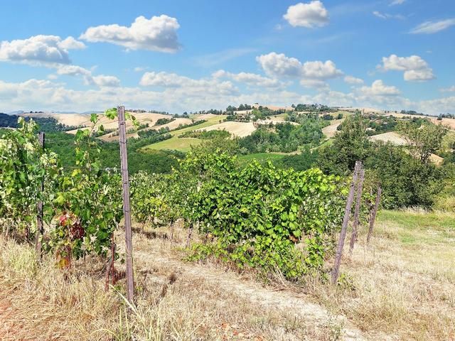 #21124 Compendio immobiliare con fabbricati e terreni ad uso vitivinicolo in vendita - foto 43