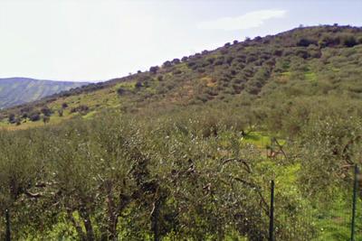 Agricoli in vendita