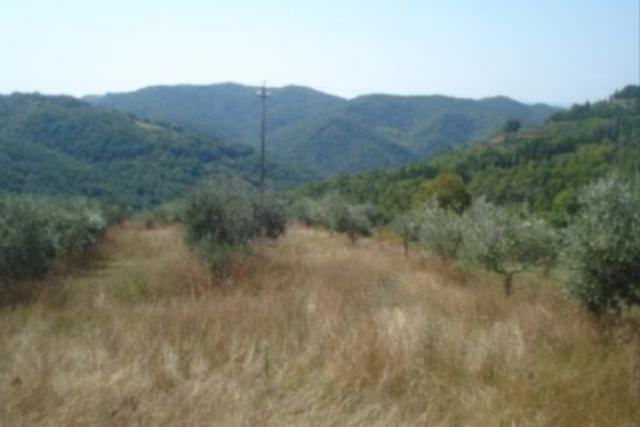 #21219 Terreni agricoli in vendita - foto 1