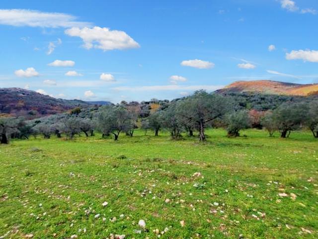 Agricoli in vendita
