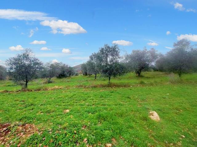 Agricoli in vendita