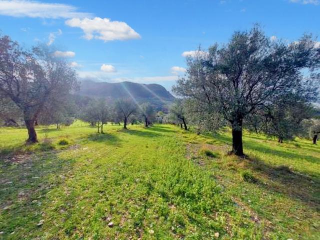 Agricoli in vendita