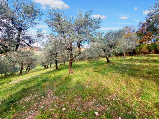 Agricoli in vendita