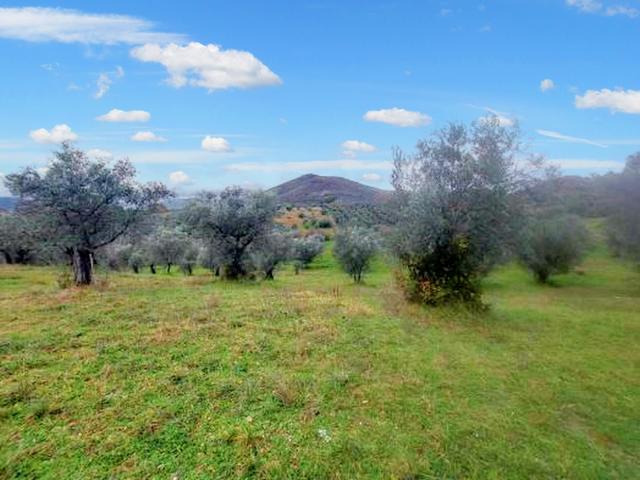 Agricoli in vendita