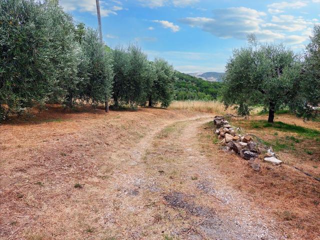 #21548 Terreno agricolo di 45.890 mq in vendita - foto 3