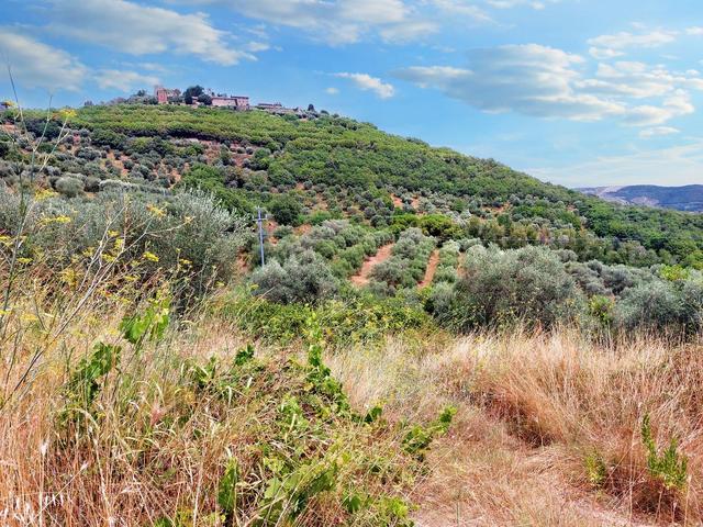 #21548 Terreno agricolo di 45.890 mq in vendita - foto 6