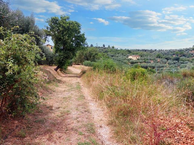 #21548 Terreno agricolo di 45.890 mq in vendita - foto 8