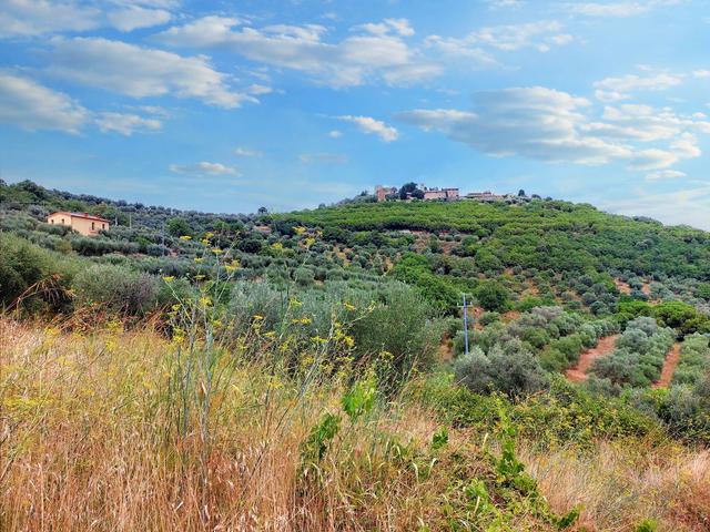 #21548 Terreno agricolo di 45.890 mq in vendita - foto 10