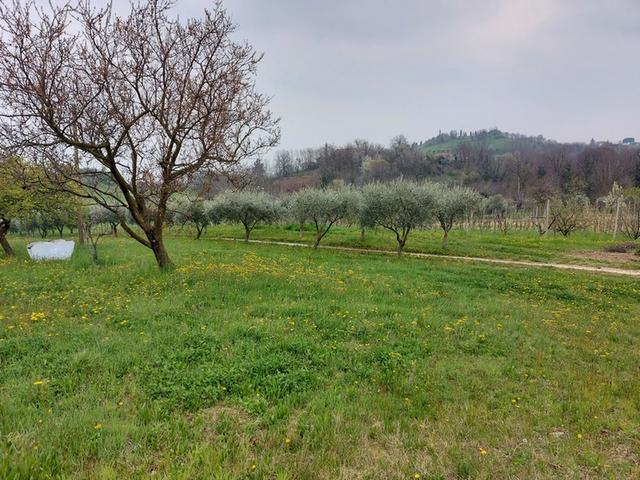 #21734 Terreni agricoli di 7.737 mq in vendita - foto 6