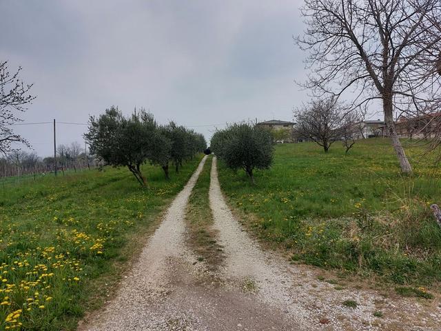 #21734 Terreni agricoli di 7.737 mq in vendita - foto 7