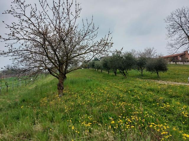 #21734 Terreni agricoli di 7.737 mq in vendita - foto 12