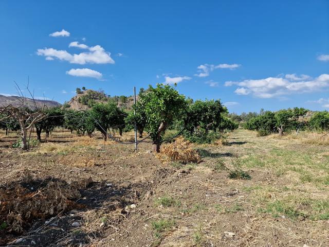 #22053 Terreno di 60 ettari per attività agricole o turistico ricettive in vendita - foto 18