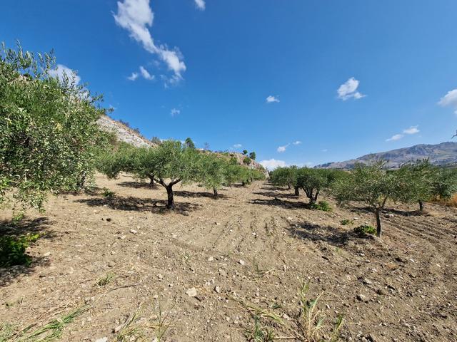 #22053 Terreno di 60 ettari per attività agricole o turistico ricettive in vendita - foto 28