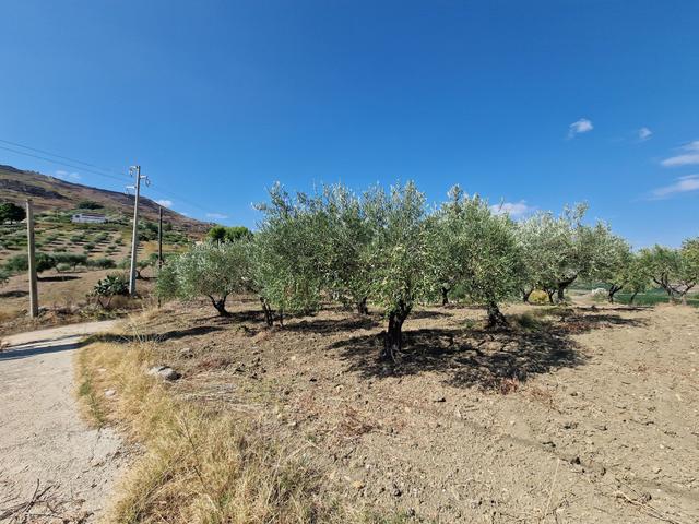 #22053 Terreno di 60 ettari per attività agricole o turistico ricettive in vendita - foto 29
