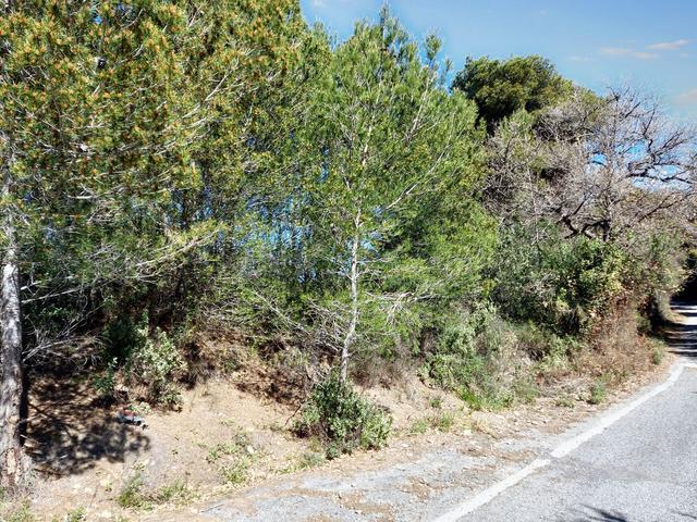 #23177 Terreni agricoli nel comune di San Bartolomeo al Mare in vendita - foto 1