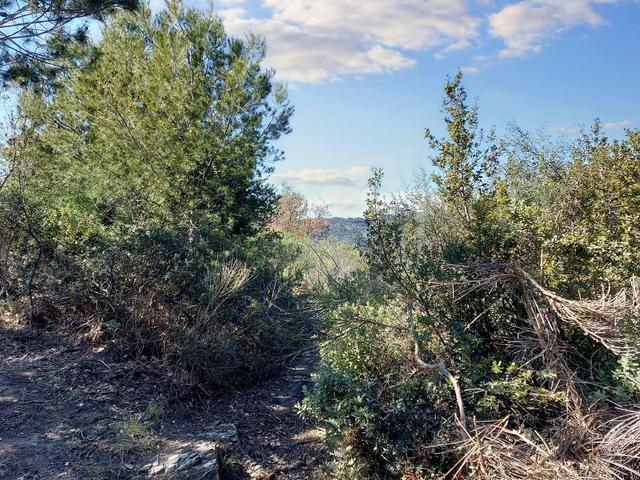 #23177 Terreni agricoli nel comune di San Bartolomeo al Mare in vendita - foto 6