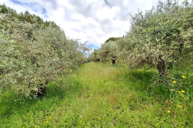 #23461 Appezzamento agricolo collinare e annessi rurali in vendita - foto 1