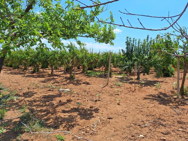 #23565 Terreni agricoli a Vittoria di mq 6175 mq in vendita - foto 2