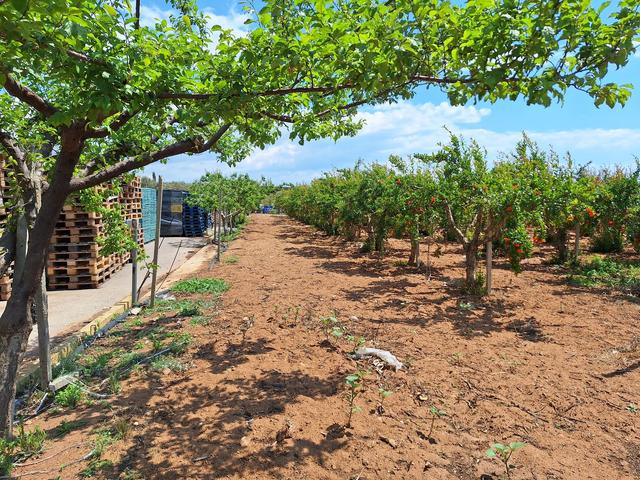 #23565 Terreni agricoli a Vittoria di mq 6175 mq in vendita - foto 3