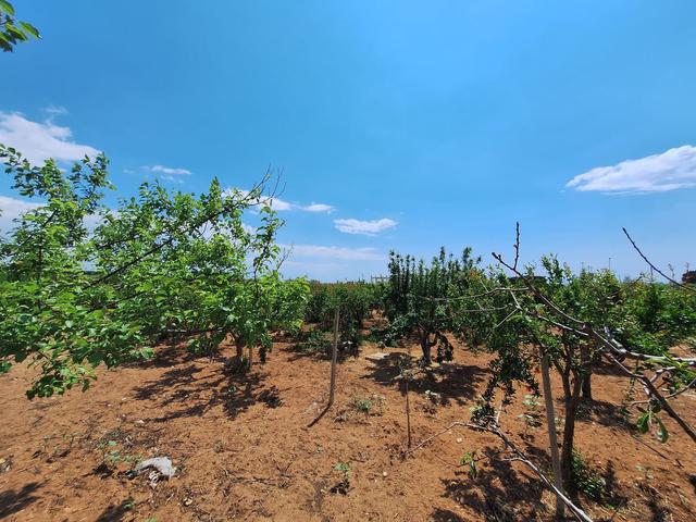 #23565 Terreni agricoli a Vittoria di mq 6175 mq in vendita - foto 4