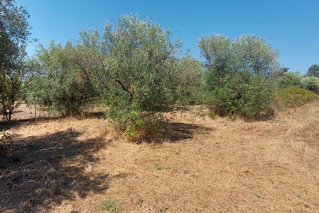 #24191 Terreno agricolo con porzione di viabilità in vendita - foto 3