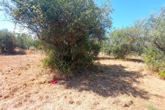 #24191 Terreno agricolo con porzione di viabilità in vendita - foto 11