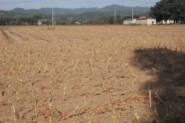 #24234 Terreno agricolo di 75585mq in vendita - foto 3