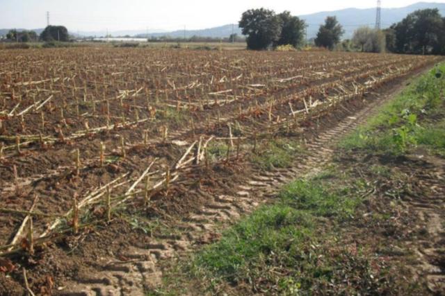 #24234 Terreno agricolo di 75585mq in vendita - foto 5