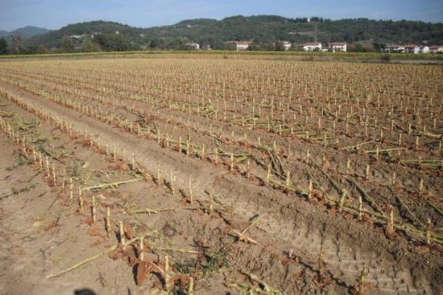 #24234 Terreno agricolo di 75585mq in vendita - foto 6
